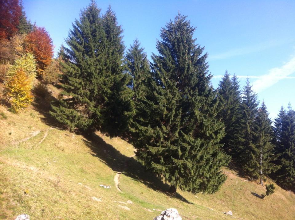 Hotel Sura Pietrei Craiului Zărneşti Esterno foto
